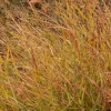 Panicum Vir. 'shenandoah' - Shenandoah Panic Grass - 1 Gallon>Roger's Gardens Discount