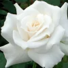 Pascali - 5 Gallon>Roger's Gardens Flash Sale