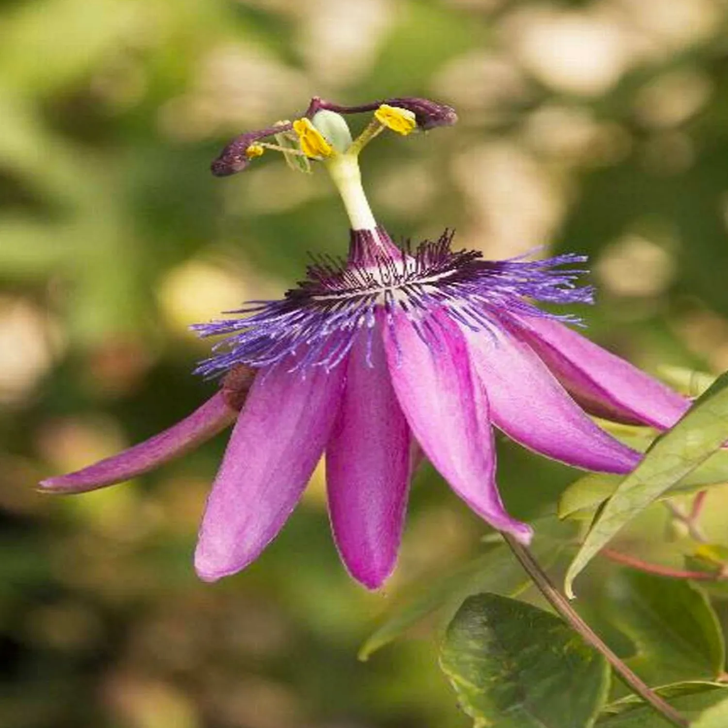 passiflora_lavender_lady__lavender_lady_passion_vine___gallon_0.webp Passiflora 'Lavender Lady - Lavender Lady Passion Vine - 1 Gallon>Roger's Gardens Flash Sale