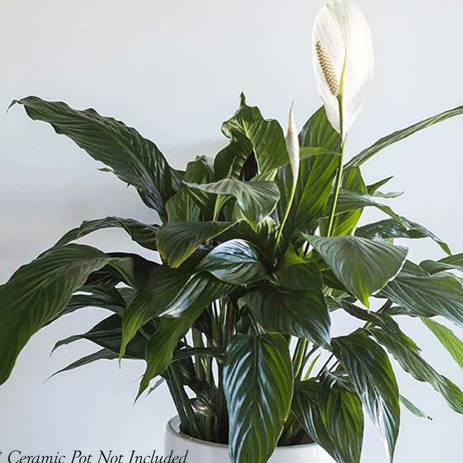 peace_lily__spathiphyllum_pablo__in_0.webp Peace Lily - Spathiphyllum 'Pablo' - 8In>Roger's Gardens Cheap
