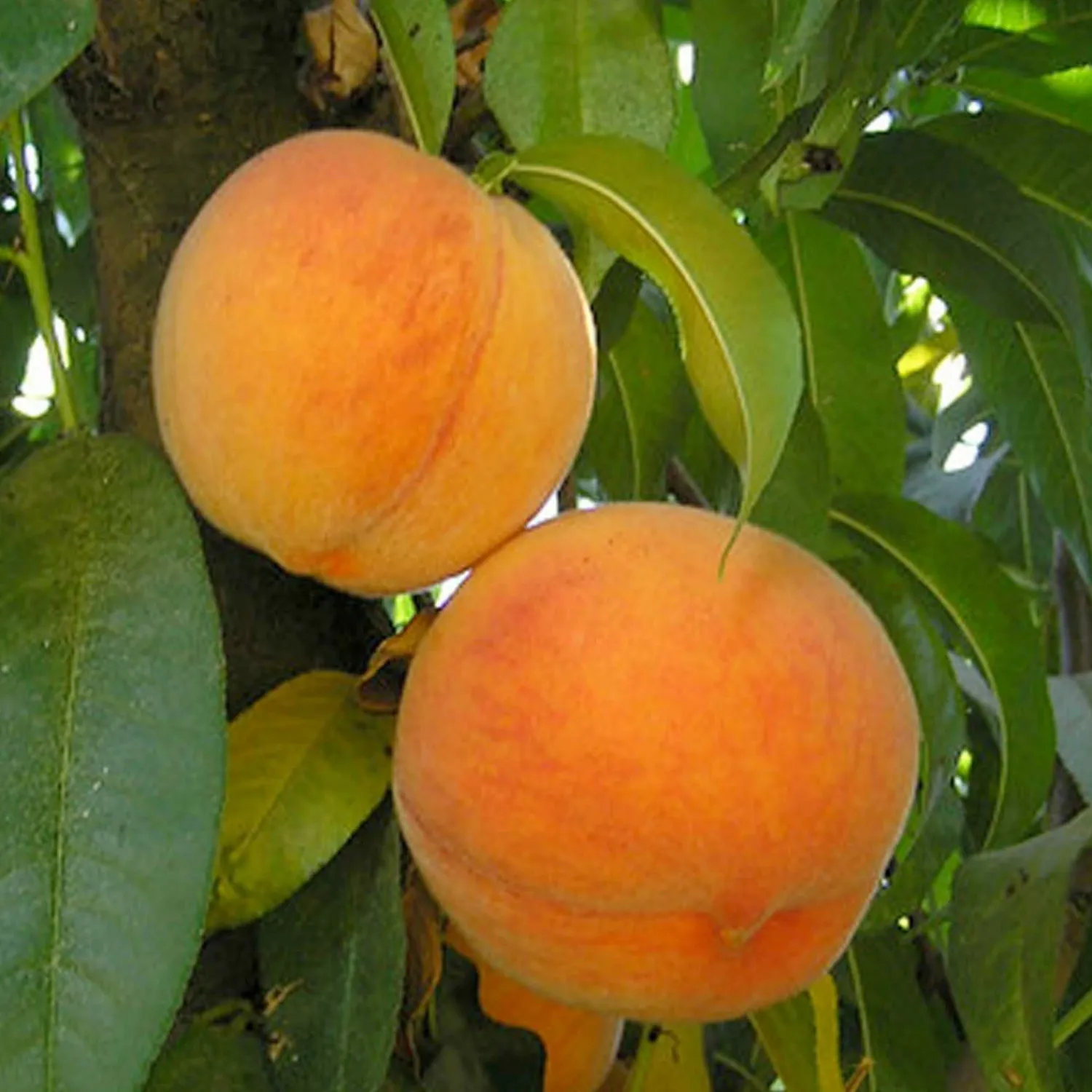 peach_bonita__stdroot___box_0.webp Peach 'Bonita' - Std.Root - 24" Box>Roger's Gardens New