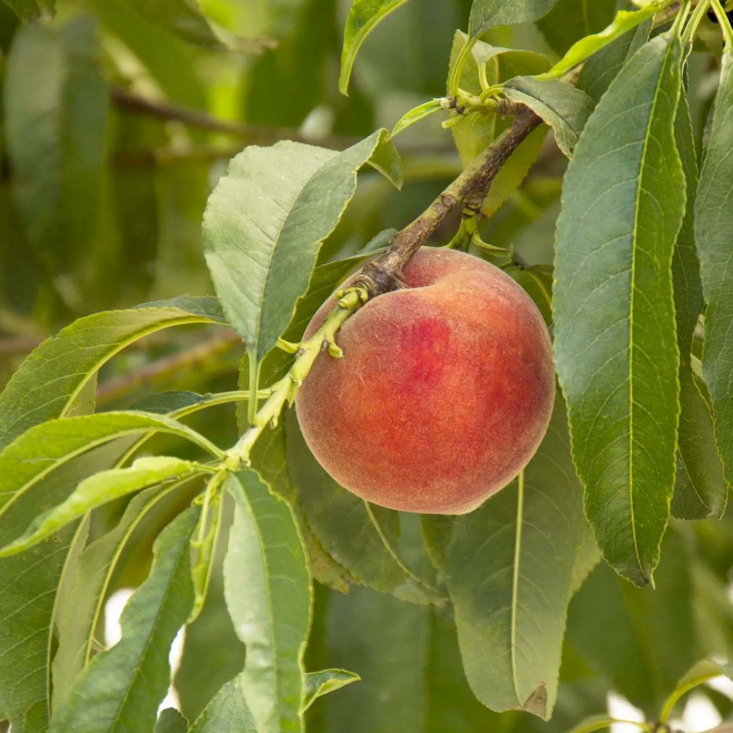 peach_desert_gold___gallon_0.webp Peach 'Desert Gold' - #10 Gallon>Roger's Gardens Store
