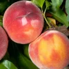 Peach 'Eva's Pride' - Std.Root - #5 Gallon>Roger's Gardens Best
