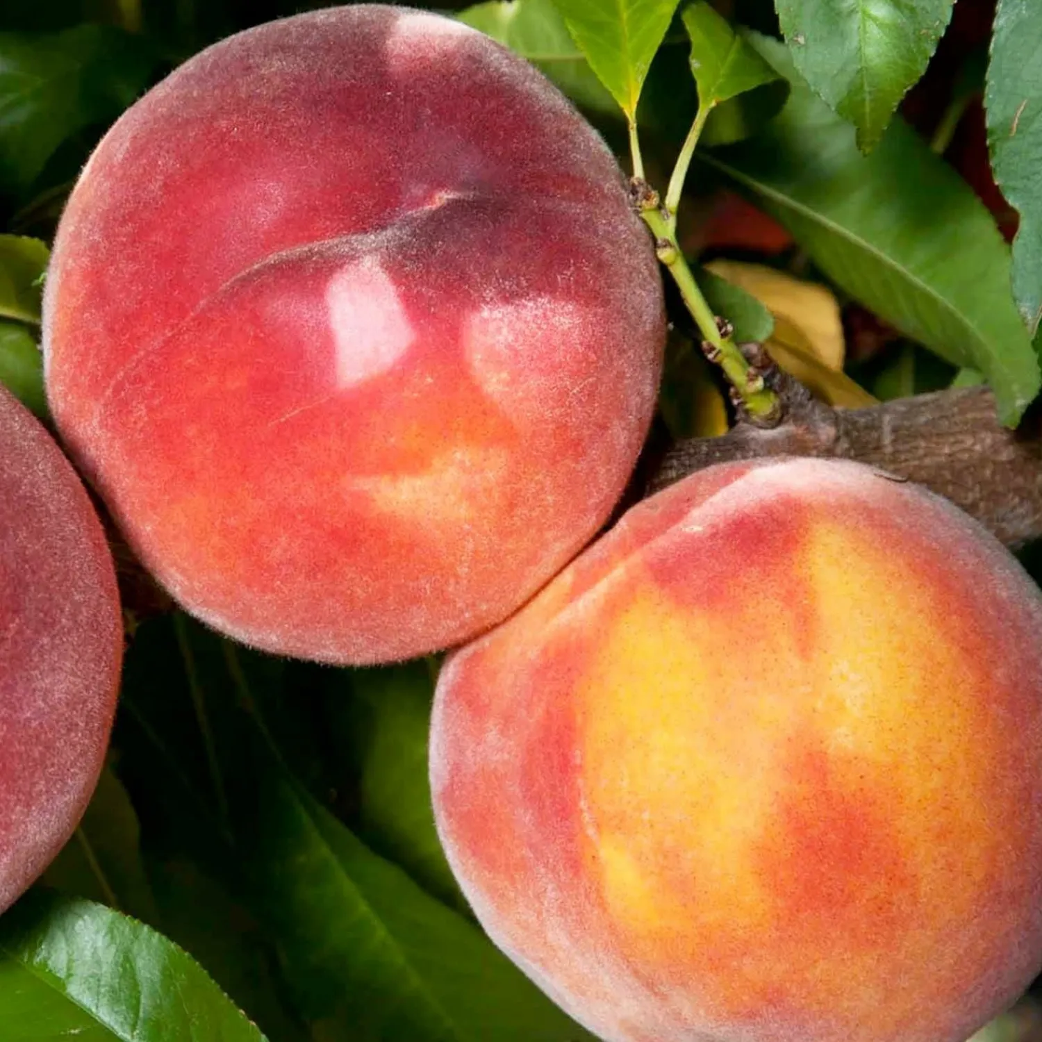 peach_evas_pride__stdroot___gallon_0.webp Peach 'Eva's Pride' - Std.Root - #5 Gallon>Roger's Gardens Best