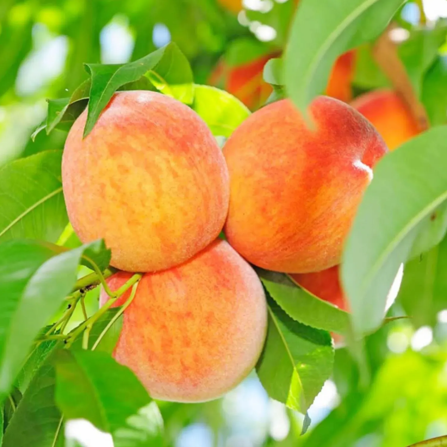 peach_honey_babe__miniature___gallon_0.webp Peach 'Honey Babe - Miniature - #5 Gallon>Roger's Gardens Store
