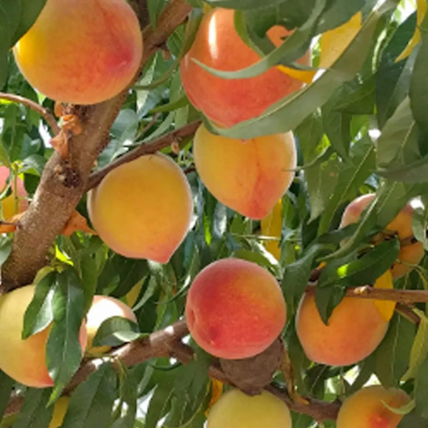 peach_midpride__midpride_peach___gallon_0.webp Peach 'Mid-Pride' - Mid-Pride Peach - 5 Gallon>Roger's Gardens Outlet