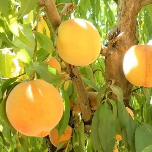 Peach 'santa Barbara' - Semi-Dwarf - #15 Gallon>Roger's Gardens Best Sale