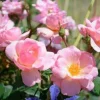 Peachy Knock Out - 2 Gallon>Roger's Gardens Store