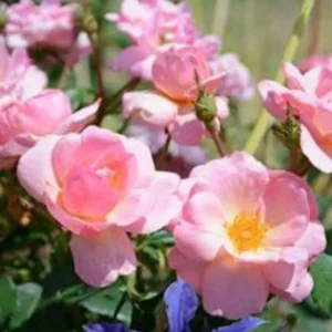 Peachy Knock Out - 2 Gallon>Roger's Gardens Store