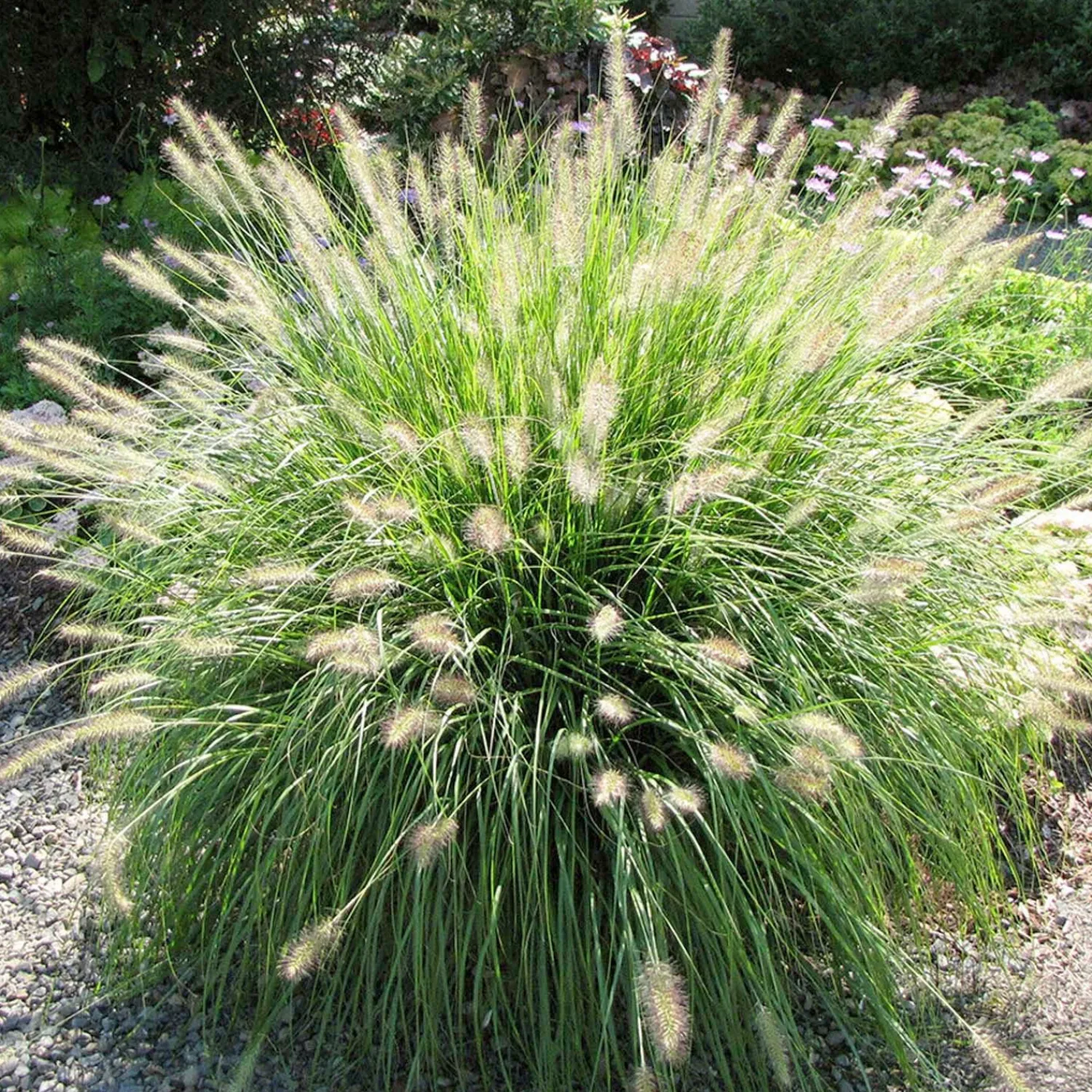 pennisetum_hameln__dwarf_fountain_grass___gallon_0.webp Pennisetum 'Hameln' - Dwarf Fountain Grass - 2 Gallon>Roger's Gardens Outlet
