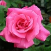 Perfect Delight - 5 Gallon>Roger's Gardens New