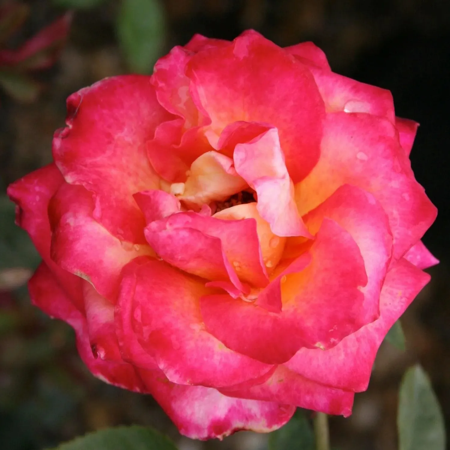 perfect_moment___gallon_0.webp Perfect Moment - 5 Gallon>Roger's Gardens Best Sale