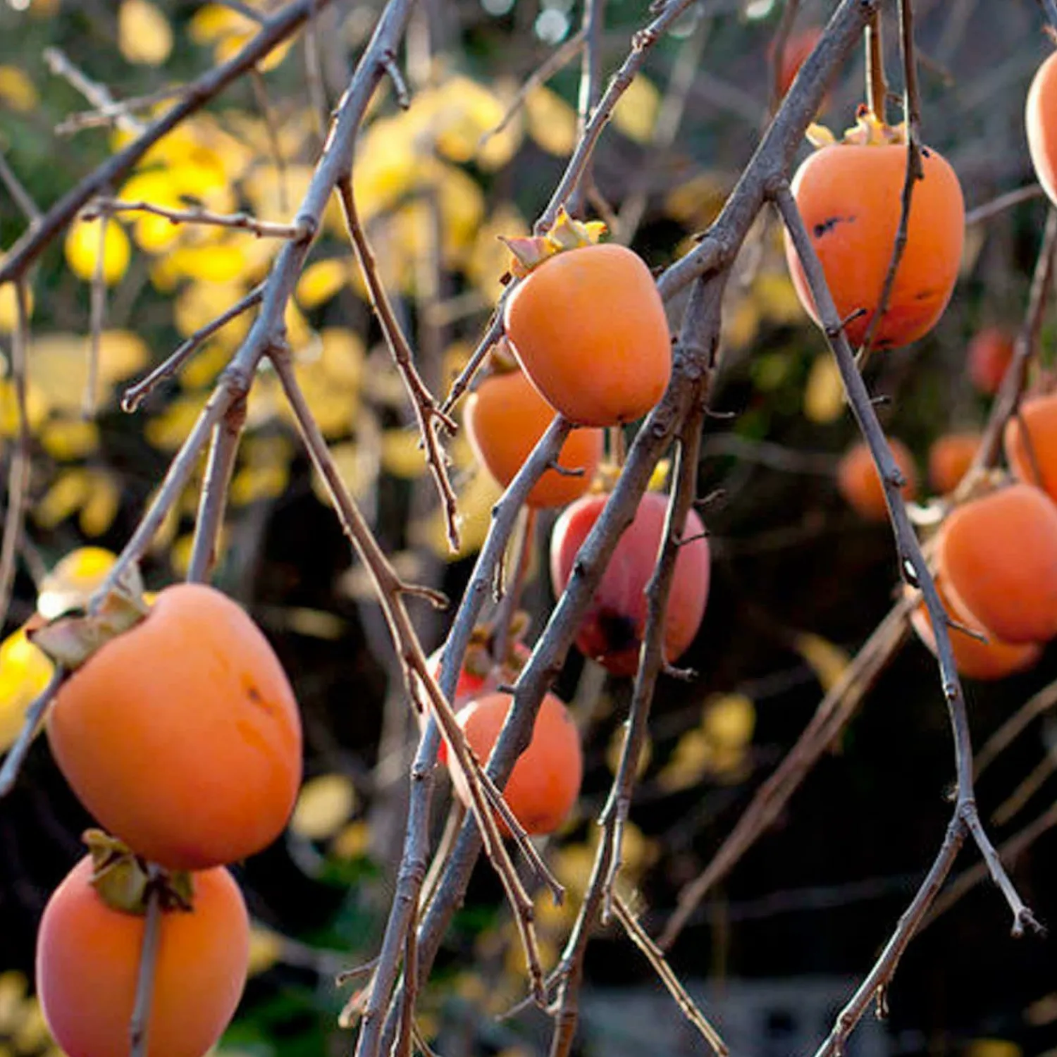 persimmon_hachiya___gallon_0.webp Persimmon 'Hachiya' - #5 Gallon>Roger's Gardens Cheap