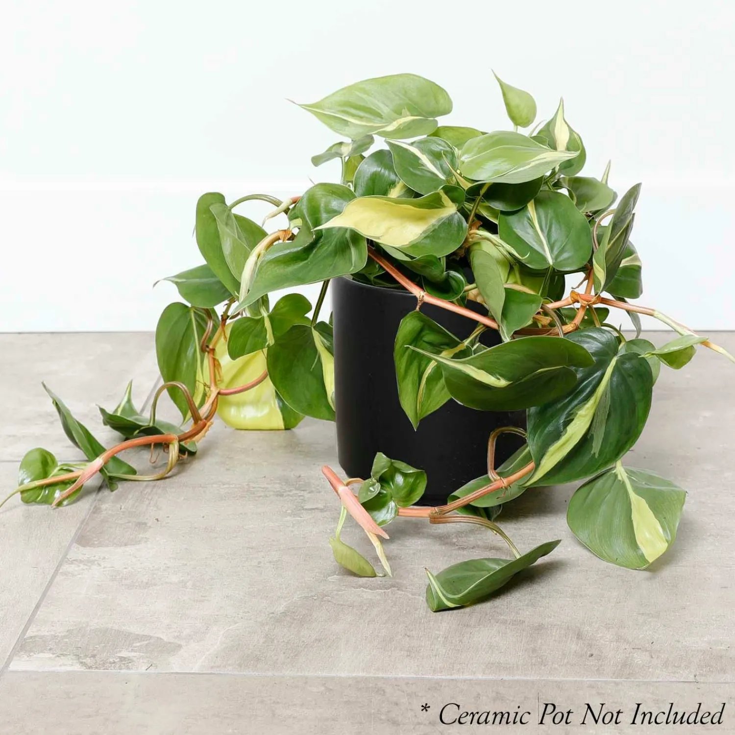 philodendron_cordatum_brasil___in_0.webp Philodendron Cordatum 'Brasil ' - 6In>Roger's Gardens Hot