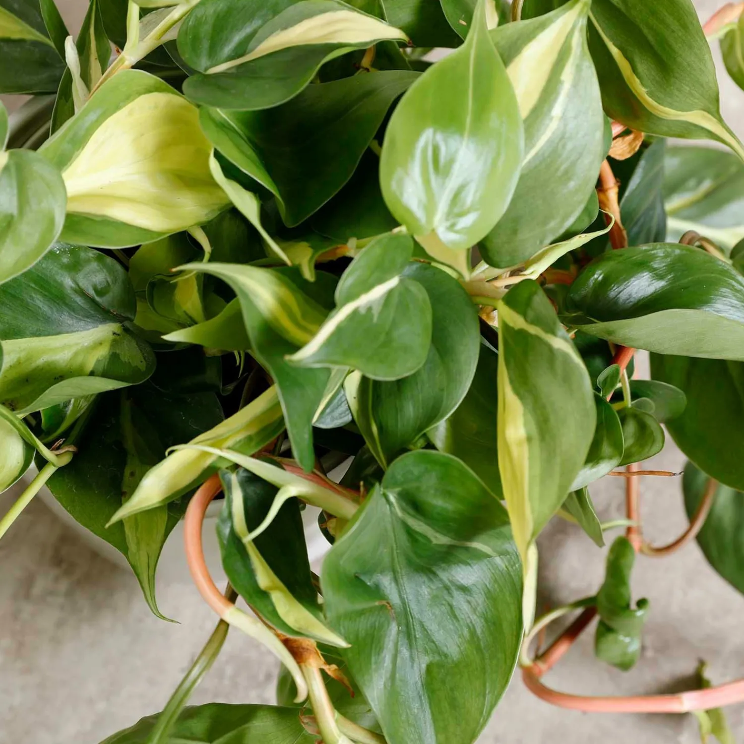 philodendron_cordatum_brasil___in_1.webp Philodendron Cordatum 'Brasil ' - 6In>Roger's Gardens Hot