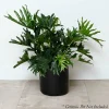 Philodendron Lickety Split - 8In>Roger's Gardens Clearance