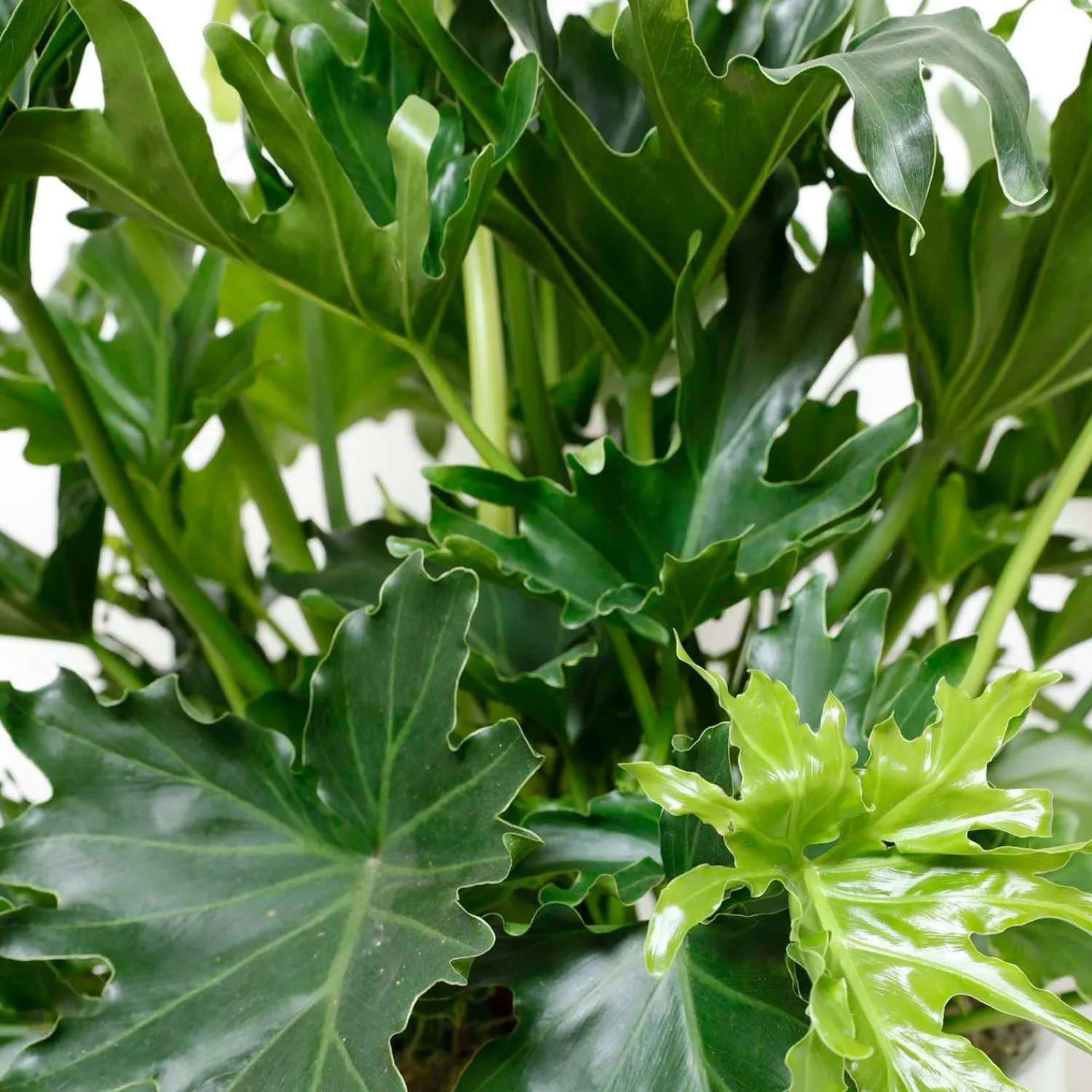 philodendron_lickety_split__in_1.webp Philodendron Lickety Split - 8In>Roger's Gardens Clearance