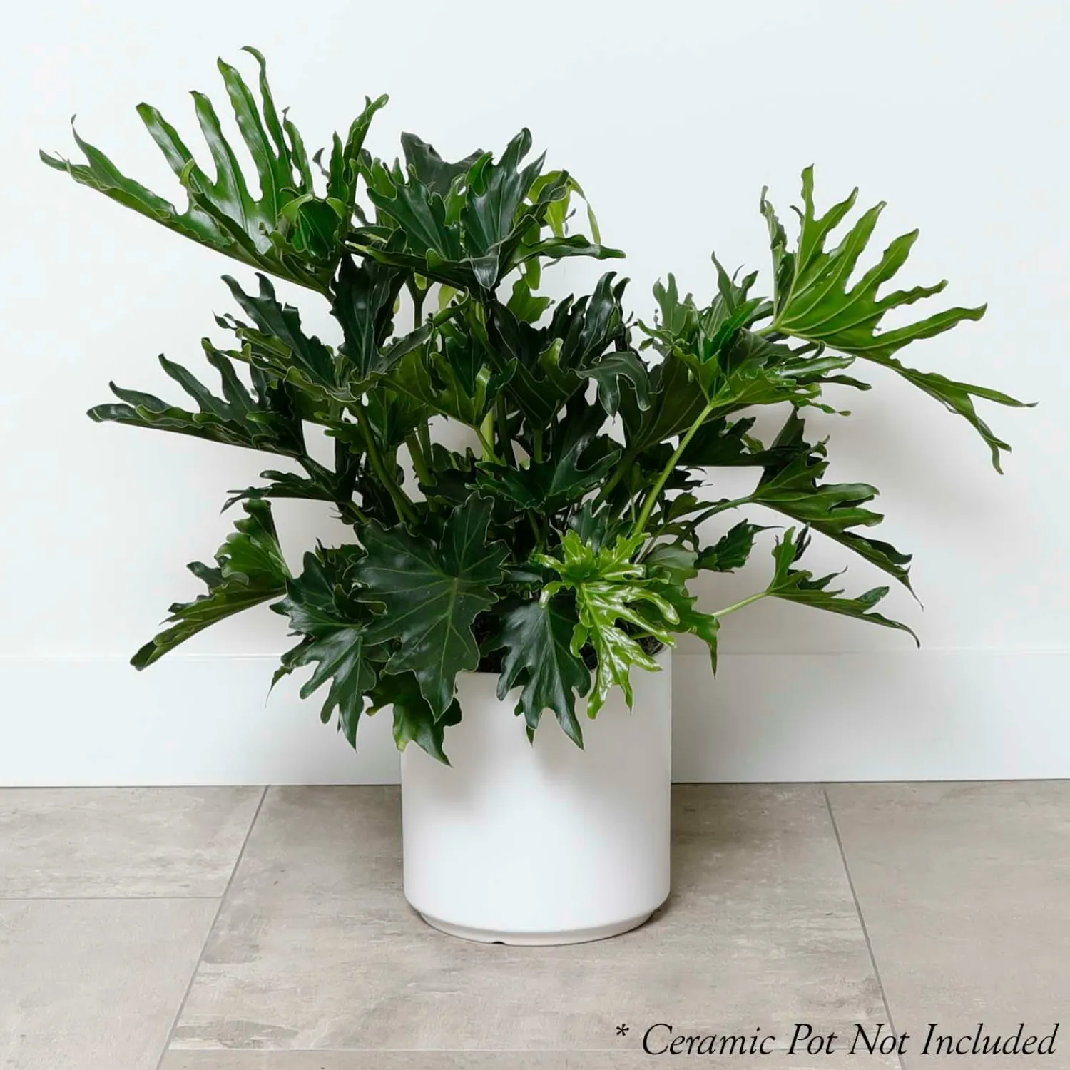philodendron_lickety_split__in_2.webp Philodendron Lickety Split - 8In>Roger's Gardens Clearance