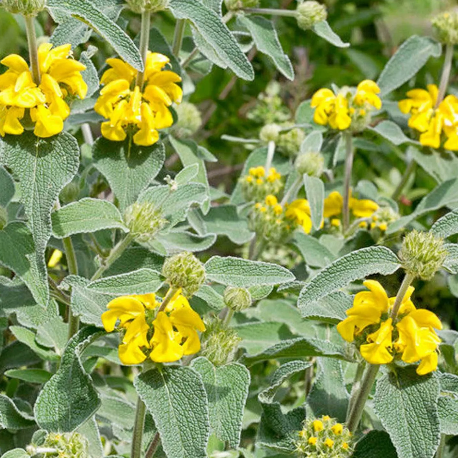 phlomis_fruticosa_0.webp Phlomis Fruticosa>Roger's Gardens Best