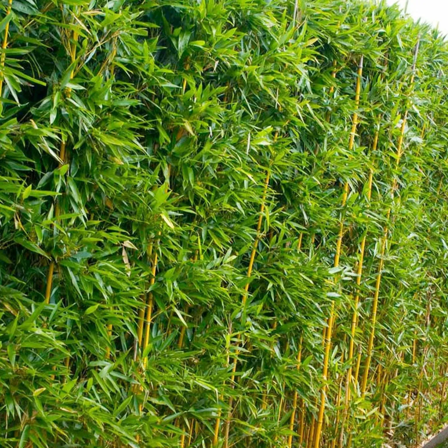 phyllostachys_aurea__golden_bamboo___gallon_0-1.webp Phyllostachys Aurea - Golden Bamboo - 5 Gallon>Roger's Gardens Cheap