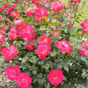 Pink Brick House - 5 Gallon>Roger's Gardens Fashion