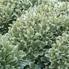 Pittosporum 'Cream De Mint'® - Cream De Mint Dwarf Pittosporum - 5 Gallon>Roger's Gardens Discount