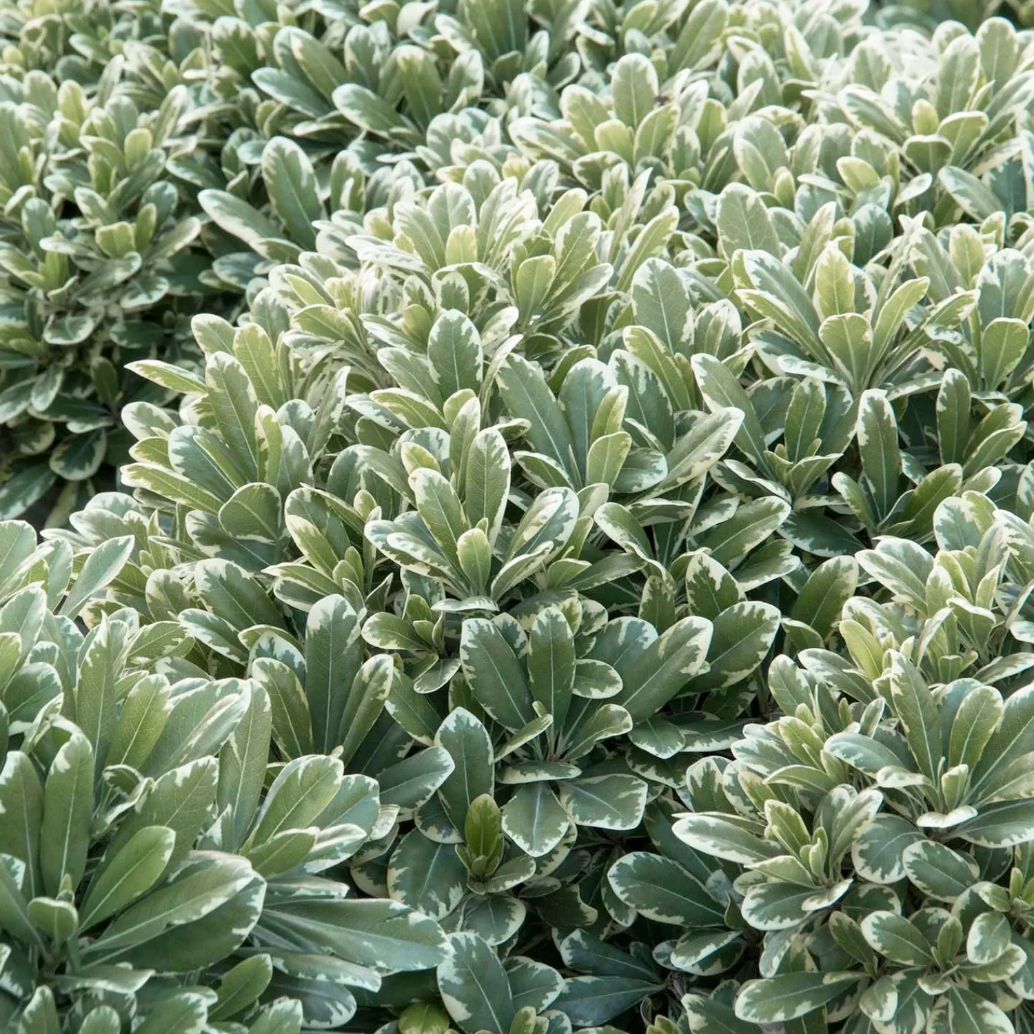 pittosporum_cream_de_mint__cream_de_mint_dwarf_pittosporum___gallon_0.webp Pittosporum 'Cream De Mint'® - Cream De Mint Dwarf Pittosporum - 5 Gallon>Roger's Gardens Discount