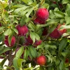 Plum 'santa Rosa' - Santa Rosa Plum - 10 Gallon>Roger's Gardens Hot