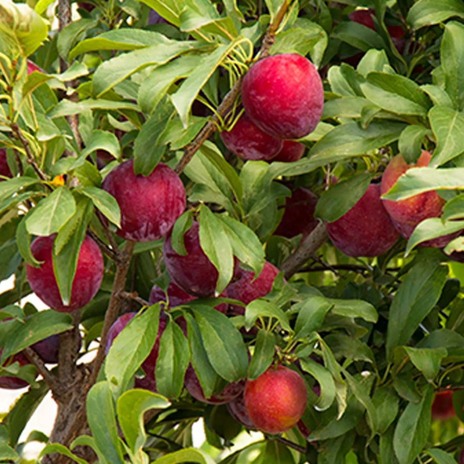 plum_santa_rosa__santa_rosa_plum___gallon_0.webp Plum 'santa Rosa' - Santa Rosa Plum - 10 Gallon>Roger's Gardens Best