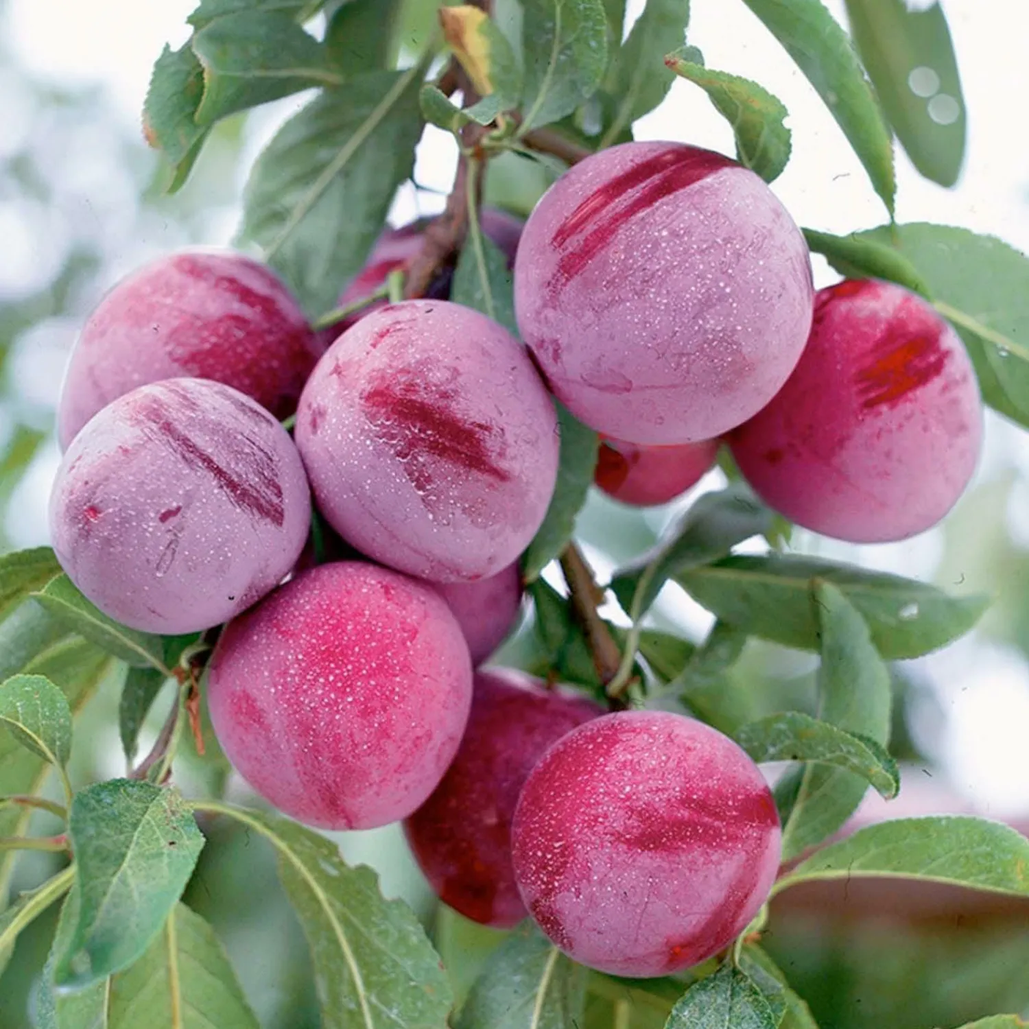 plum_santa_rosa__stdroot___gallon_0-1.webp Plum 'santa Rosa' - Std.Root - #5 Gallon>Roger's Gardens Store