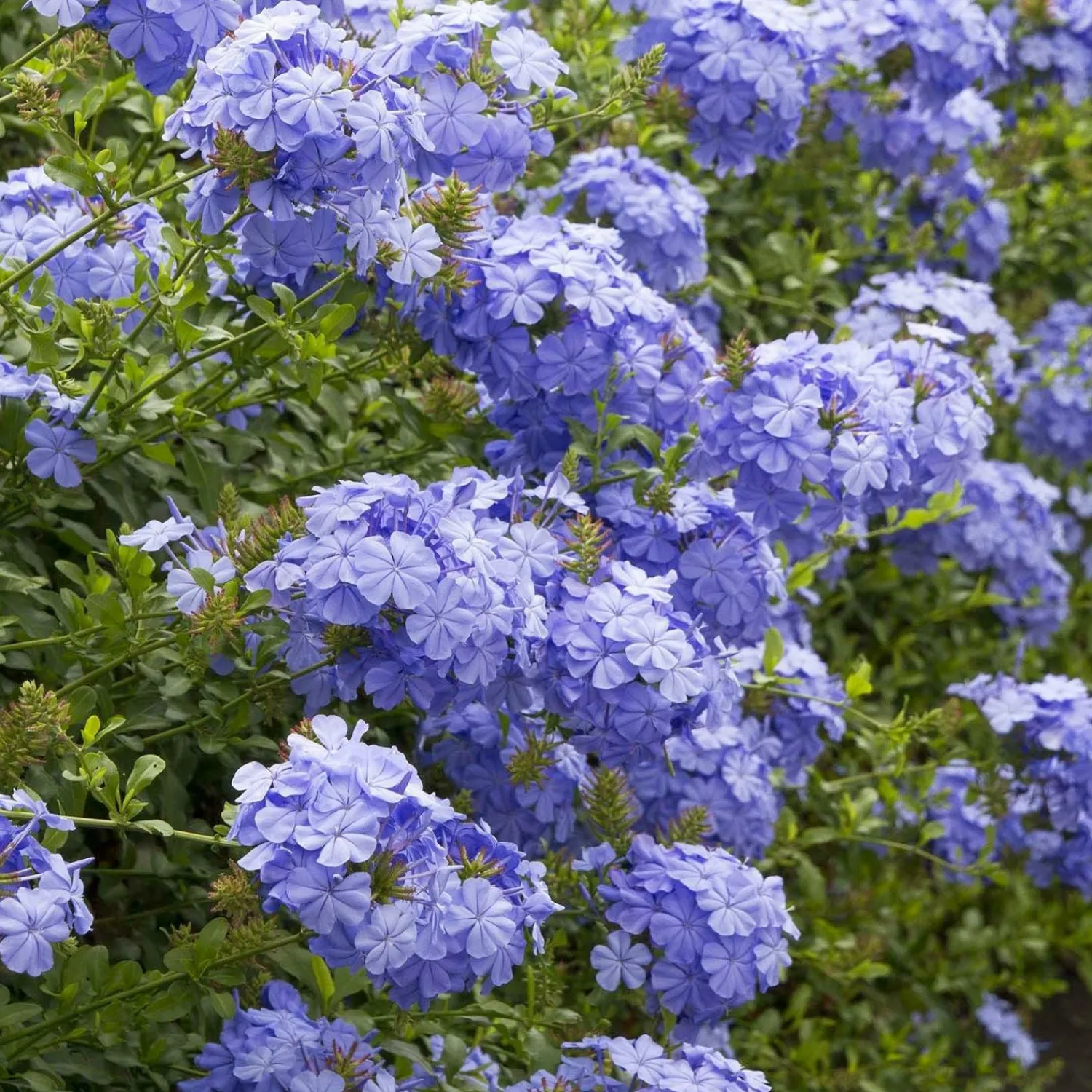 plumbago_royal_cape__royal_cape_plumbago___gallon_0.webp Plumbago 'Royal Cape'® - Royal Cape Plumbago - 1 Gallon>Roger's Gardens Flash Sale