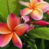 Plumeria "Dwarf Miniature" 8In - Assorted Colors>Roger's Gardens New