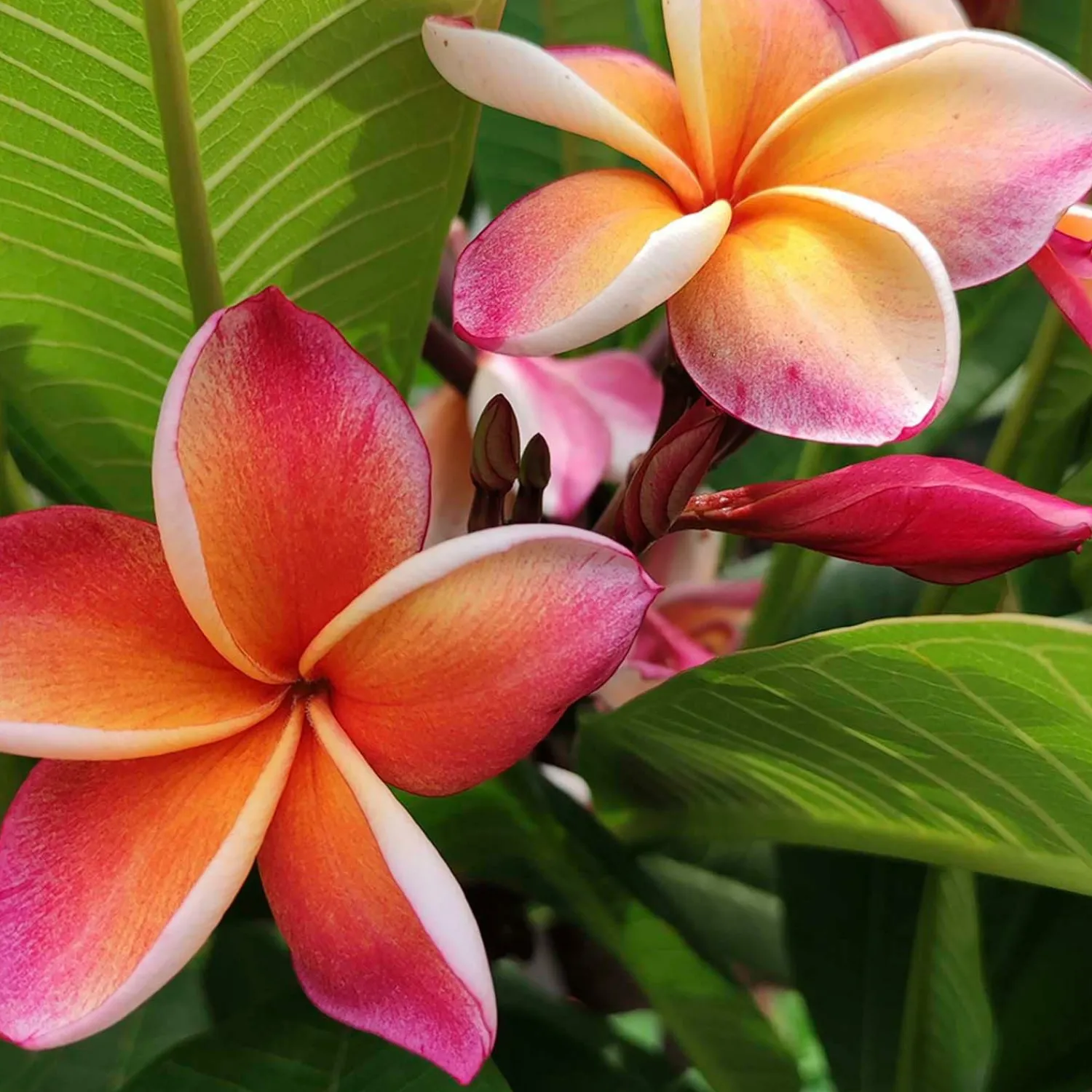 Plumeria "Dwarf Miniature" 8In - Assorted Colors>Roger's Gardens New