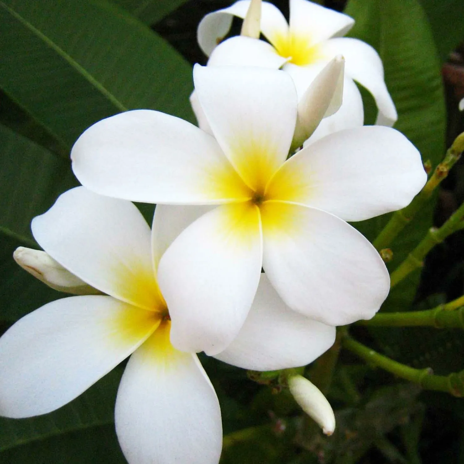 Plumeria "Dwarf Miniature" 8In - Assorted Colors>Roger's Gardens New