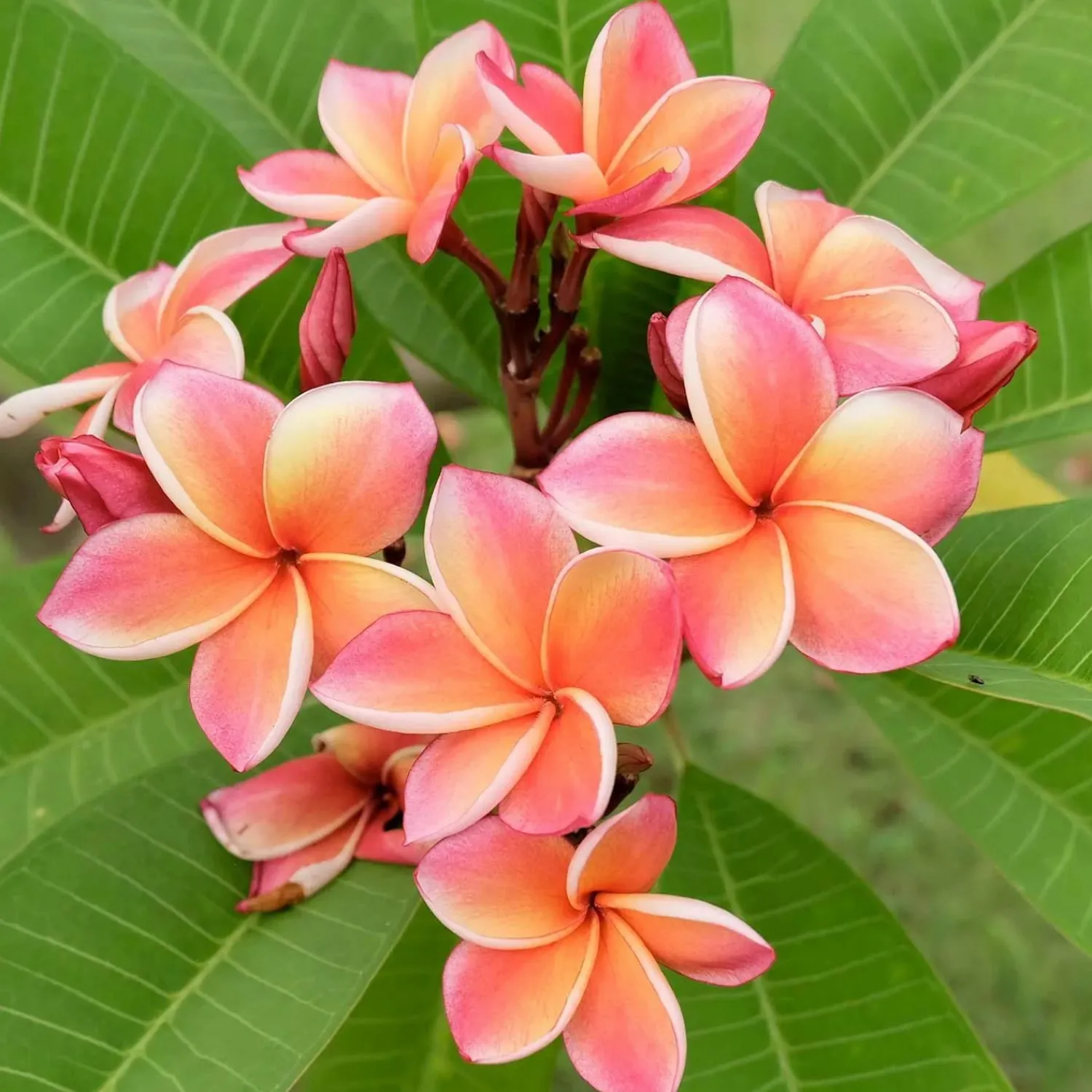 Plumeria "Dwarf Miniature" 8In - Assorted Colors>Roger's Gardens New