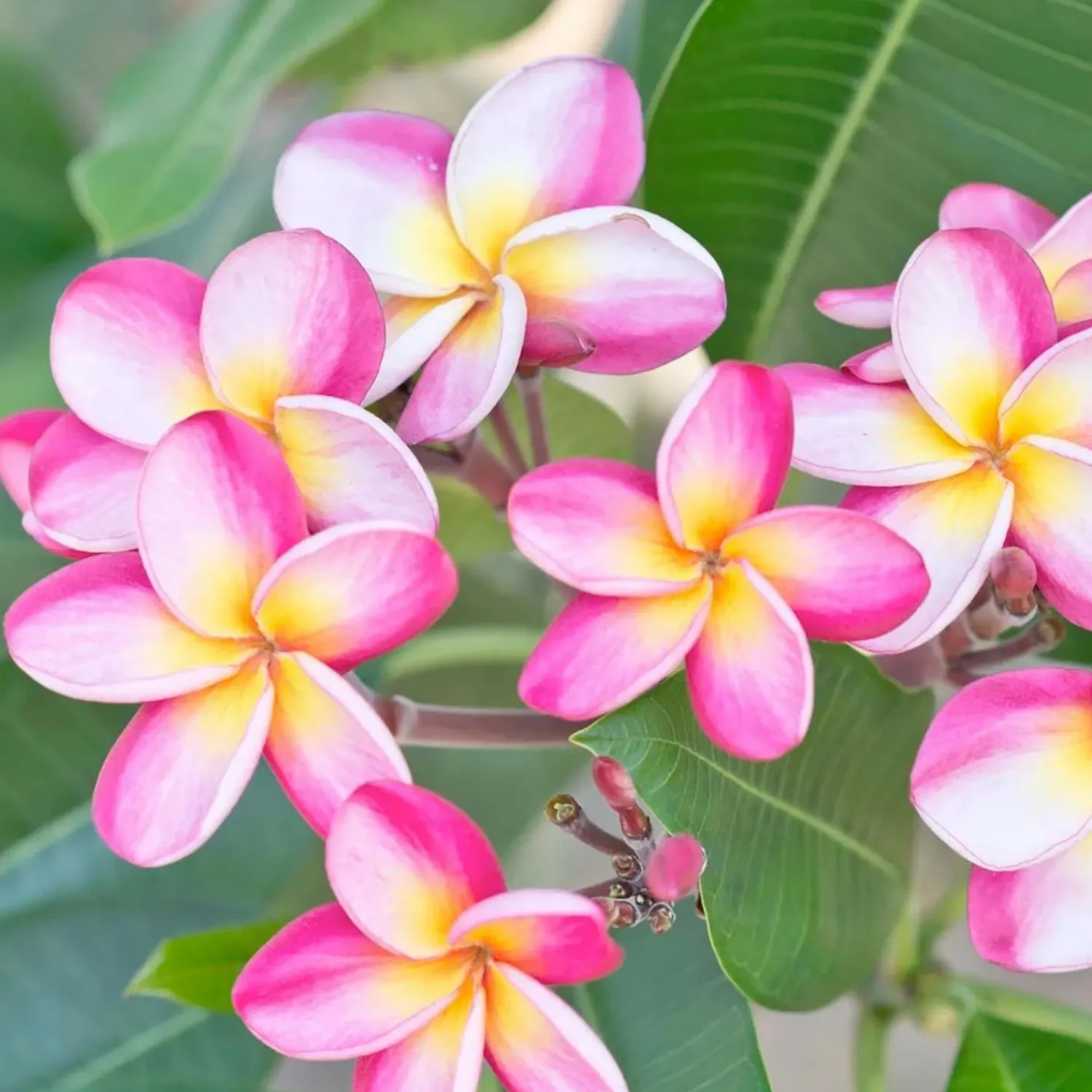Plumeria "Dwarf Miniature" 8In - Assorted Colors>Roger's Gardens New