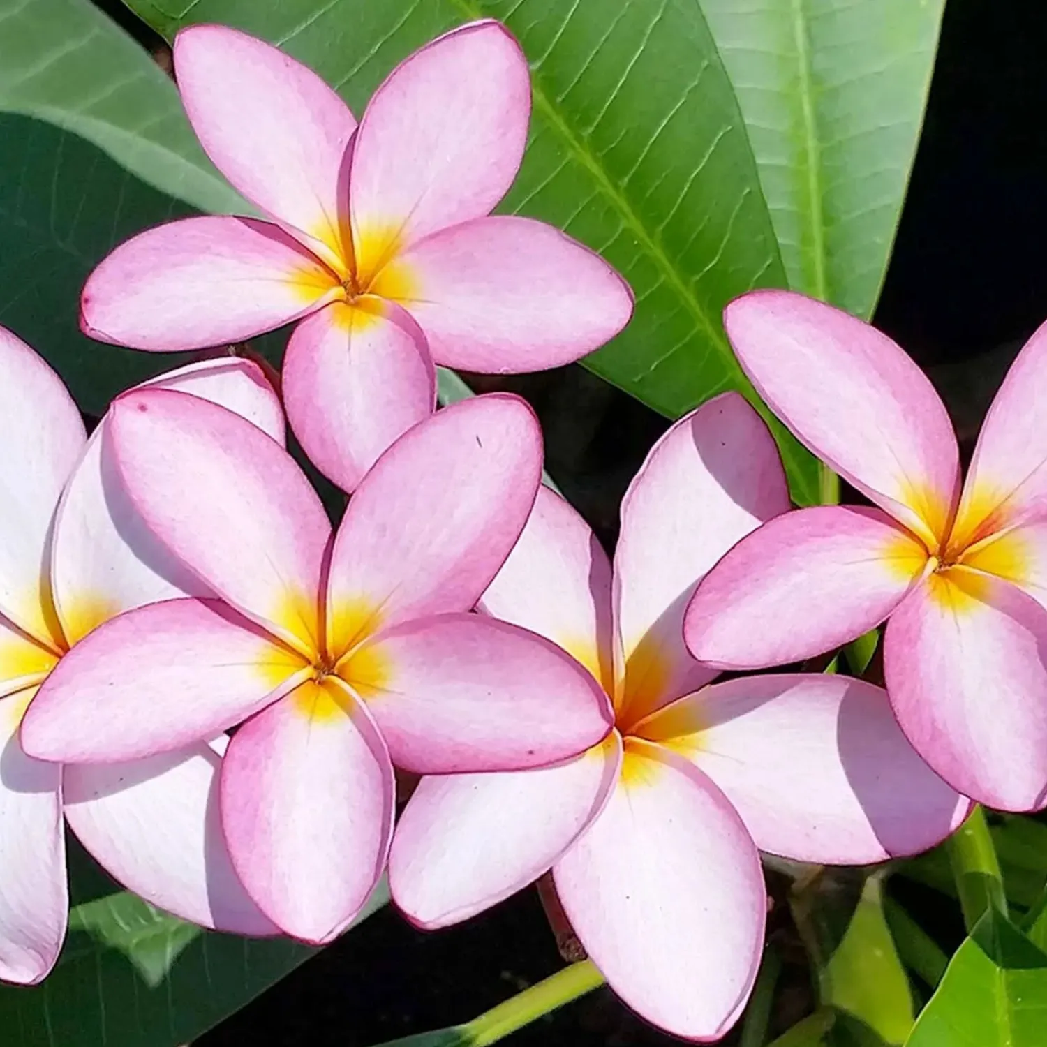 Plumeria "Dwarf Miniature" 8In - Assorted Colors>Roger's Gardens New