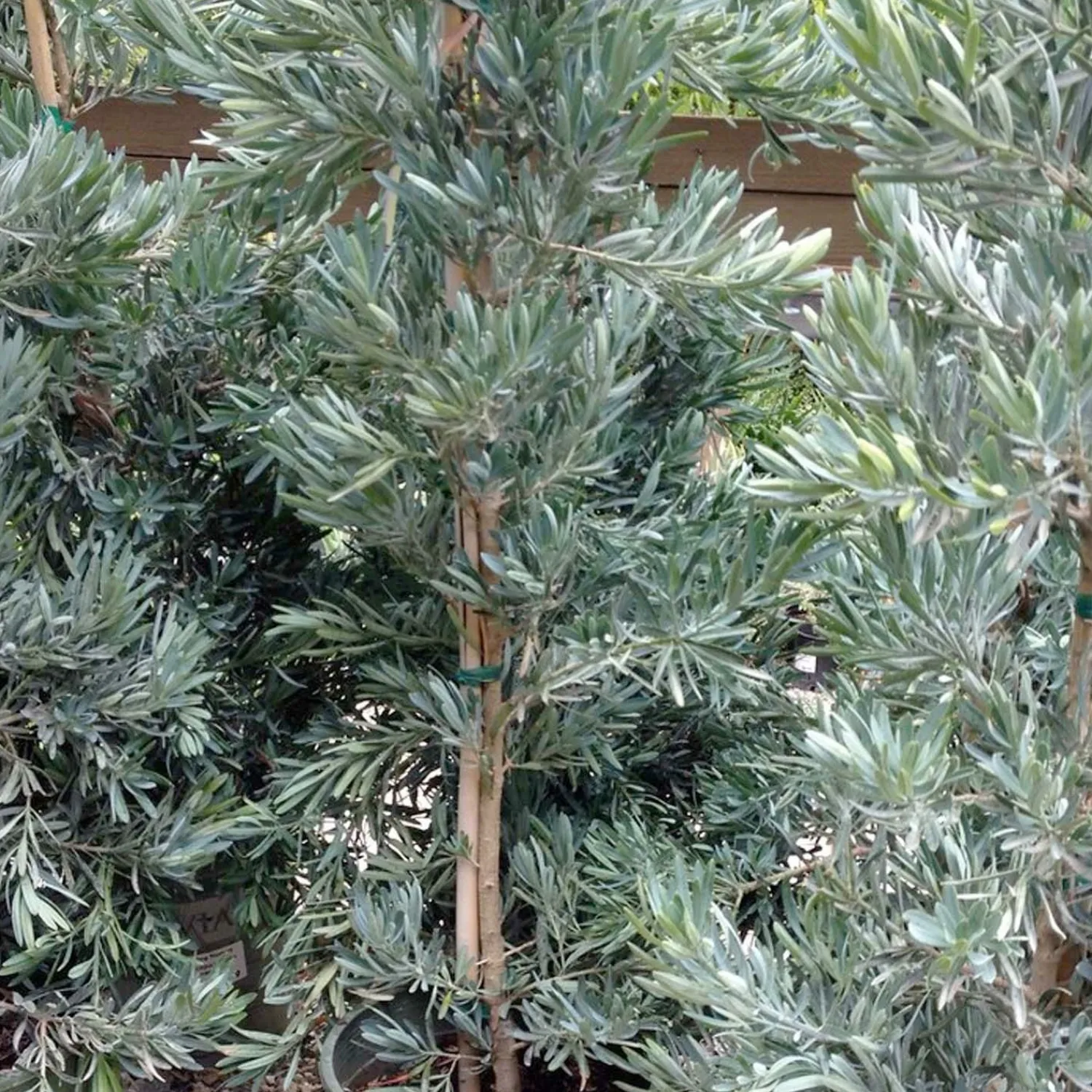 podocarpus_icee_blue__icee_blue_yellowwood___gallon_0-1.webp Podocarpus 'Icee Blue'® - Icee Blue Yellow-Wood - 5 Gallon>Roger's Gardens Best