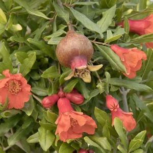 Pomagranate 'smith Angel Red'® Pp - Angel Red Pomegranate - 2 Gallon>Roger's Gardens Clearance