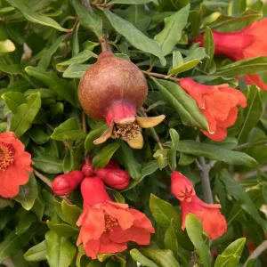 Pomagranate 'smith Angel Red'® Pp - Angel Red Pomegranate - 5 Gallon>Roger's Gardens Cheap