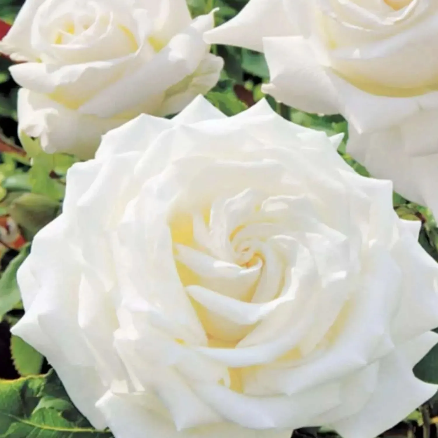 pope_john_paul_ii___gallon_0.webp Pope John Paul Ii - 15 Gallon>Roger's Gardens Sale