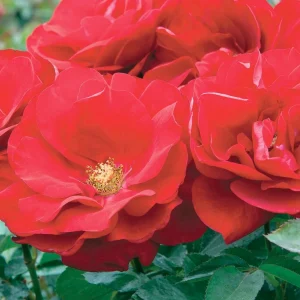 Preference - 5 Gallon>Roger's Gardens Cheap