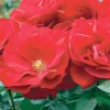 Preference - 24" Tree - 5 Gallon>Roger's Gardens New