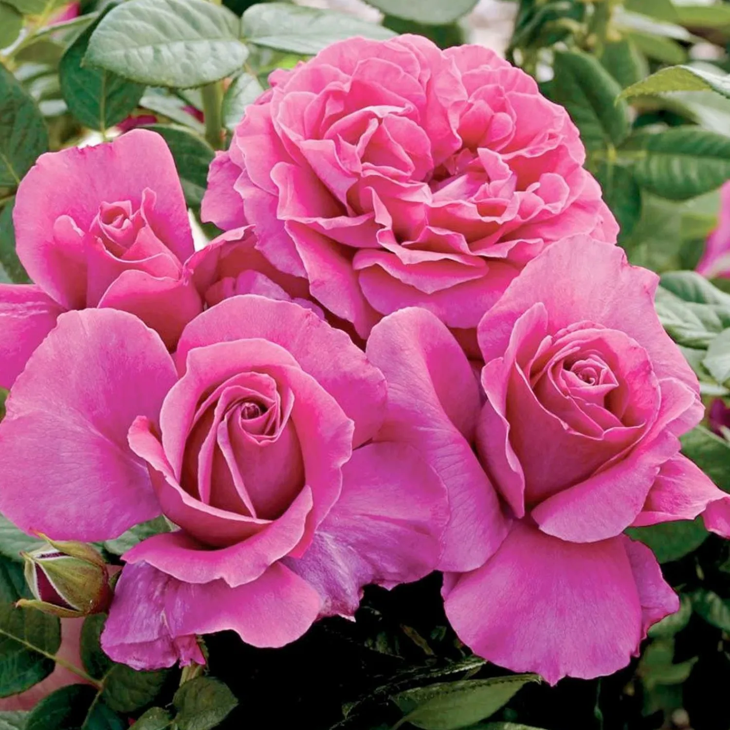 pretty_lady_rose___gallon_0.webp Pretty Lady Rose - 5 Gallon>Roger's Gardens Online