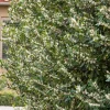 Prunus 'Bright N Tight'™ - Bright 'N Tight Carolina Laurel - 15 Gallon>Roger's Gardens Hot