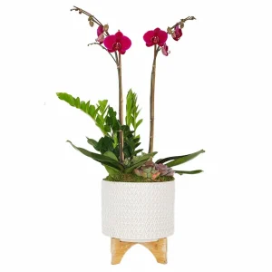 Purple Orchid In Chevron Pot>Roger's Gardens Best Sale