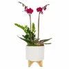 Purple Orchid In Chevron Pot>Roger's Gardens Clearance