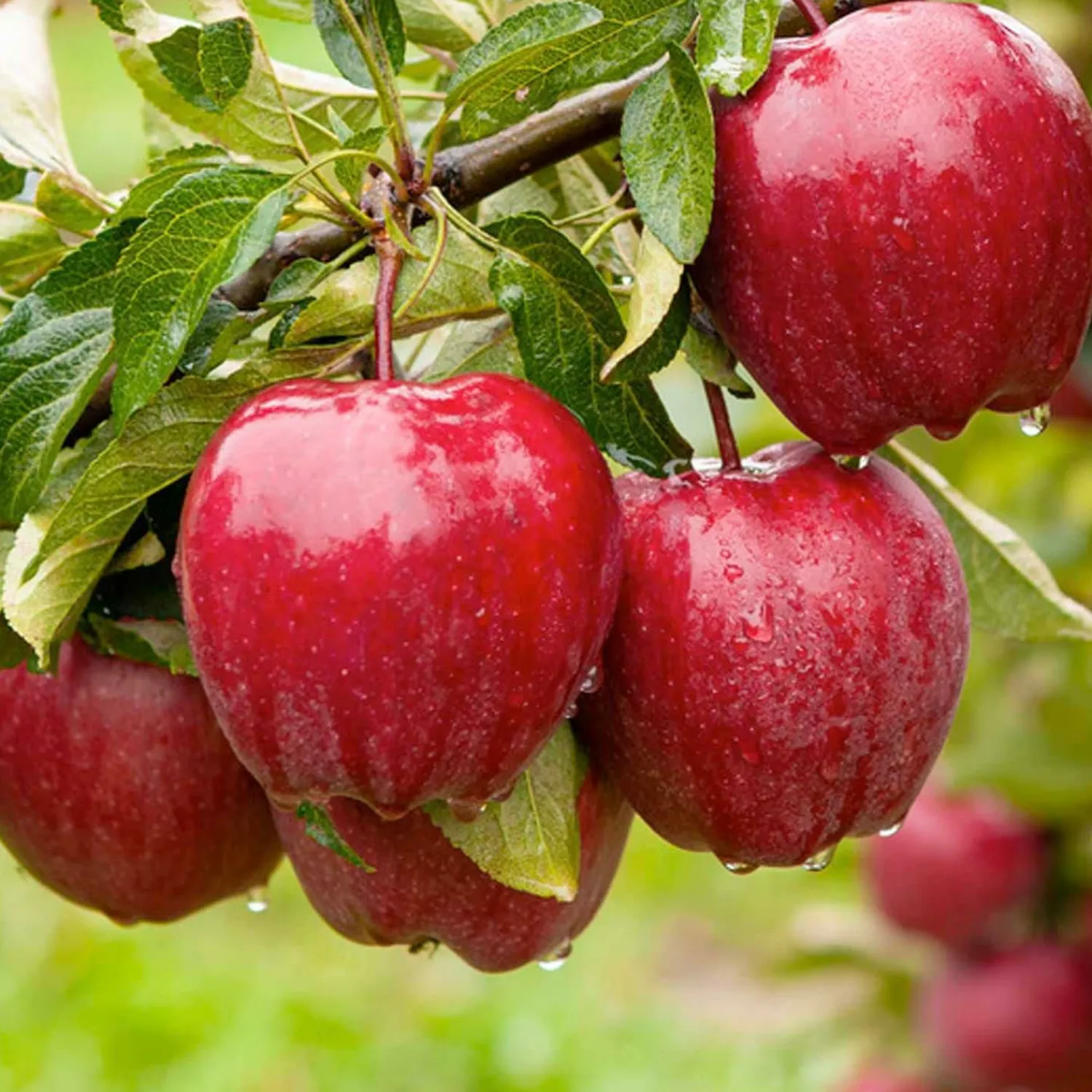 red_delicious_apple__tree___gallon_0.webp Red Delicious Apple - Tree - 10 Gallon>Roger's Gardens Store