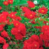 Red Ribbons - 5 Gallon>Roger's Gardens New