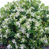 Rhaphiolepis 'Georgia Petite' - Georgia Petite Indian Hawthorn - 2 Gallon>Roger's Gardens Fashion